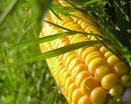 About Corn